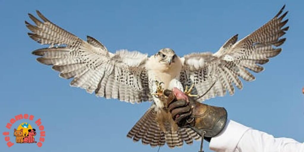 Pet Falcon Names
Famous Falcon Names 
Cute Falcon Names  
Cool Falcon Names 
Funny Falcon Names
Best Falcon Names  
Badas Falcon Names 
Male Falcon Names  
Female Falcon Names
Baby Falcon Names 
Good Falcon Names  
Arabic Falcon Names 
Mythological Falcon Names  
Peregrine Falcon Names
Nicknames For Falcon 
Falcon Names That Start With F  
Native American Falcon Names
Millennium Falcon Names