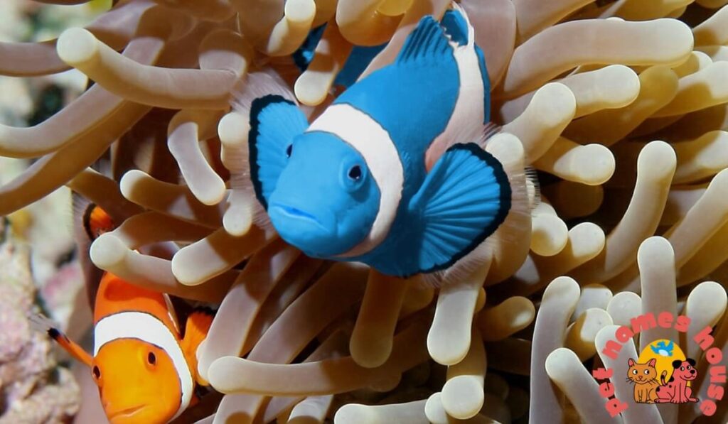 clown fish names
cute clown fish names
good clown fish names
female clownfish names
good clownfish names
cute clownfish names
funny clownfish names