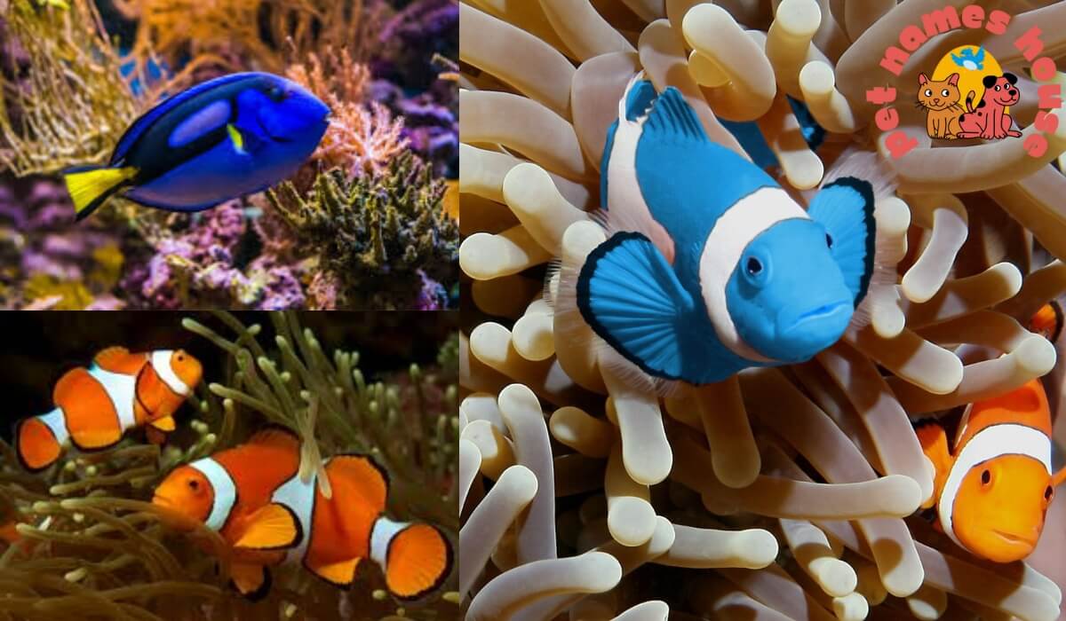 Clownfish Names Weird Fish Names Pun Fish Names Clever Fish Names Finding Nemo Fish Names Common Fish Names Catfish Names Angelfish Names Swordfish Names