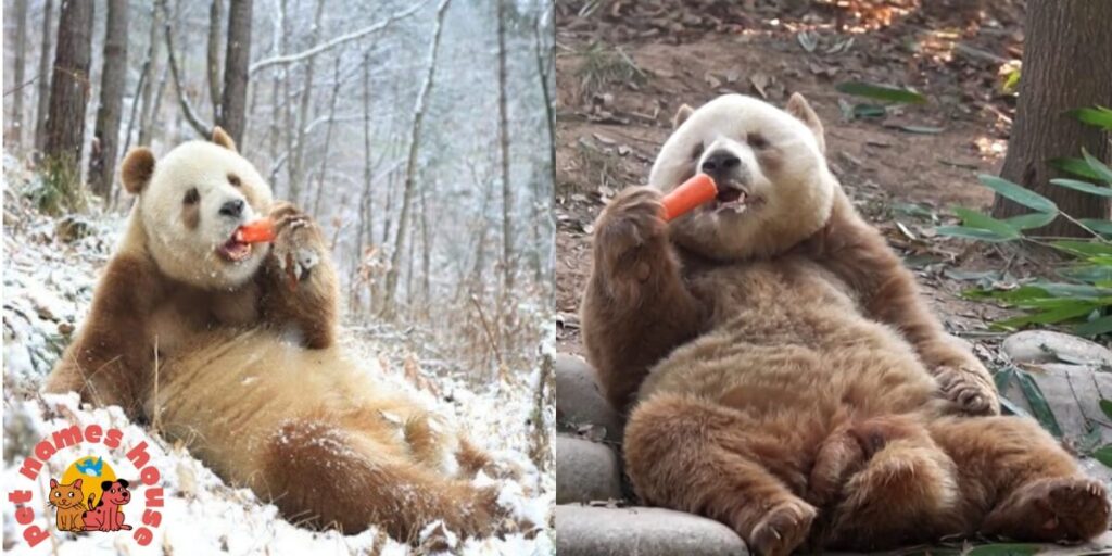 Rare Brown Panda Names
Unique Brown Panda Names
Cool Brown Panda Names
Funny Brown Panda Names
Cute Brown Panda Names
Best Brown Panda Names
Male Brown Panda Names
Female Brown Panda Names
Baby Brown Panda Names
Qinling Panda Names