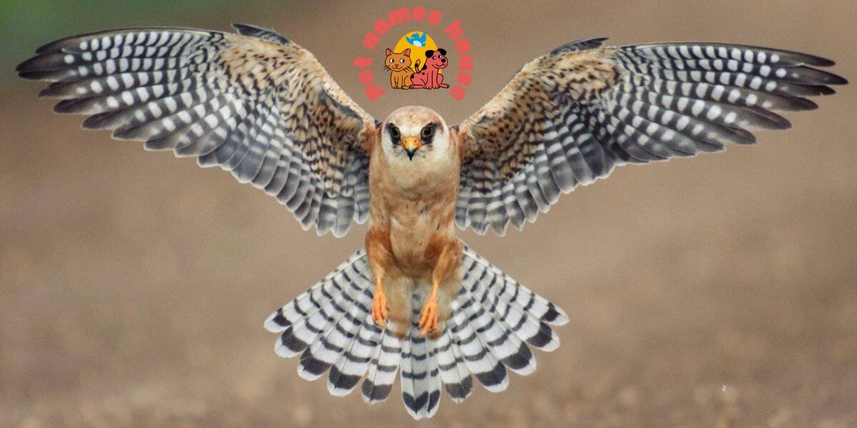 Pet Falcon Names Famous Falcon Names Cute Falcon Names Cool Falcon Names Funny Falcon Names Best Falcon Names Badas Falcon Names Male Falcon Names Female Falcon Names Baby Falcon Names Good Falcon Names Arabic Falcon Names Mythological Falcon Names Peregrine Falcon Names Nicknames For Falcon Falcon Names That Start With F Native American Falcon Names Millennium Falcon Names