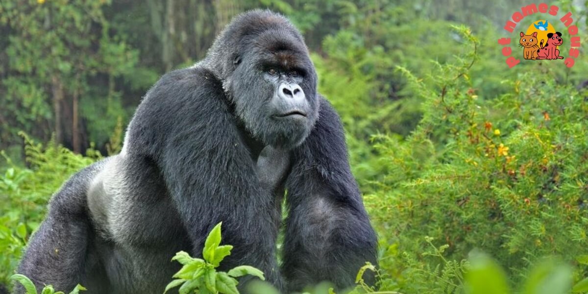 Famous Gorilla Names Good Gorilla Names Funny Gorilla Names Cute Gorilla Names Cool Gorilla Names Male Gorilla Names Female Gorilla Names Baby Gorilla Names gorilla nicknames Famous Gorilla Names In History Famous Gorilla Names In Movies Silverback Gorilla Names San Diego Zoo Gorilla Names Columbus Zoo Gorilla Names