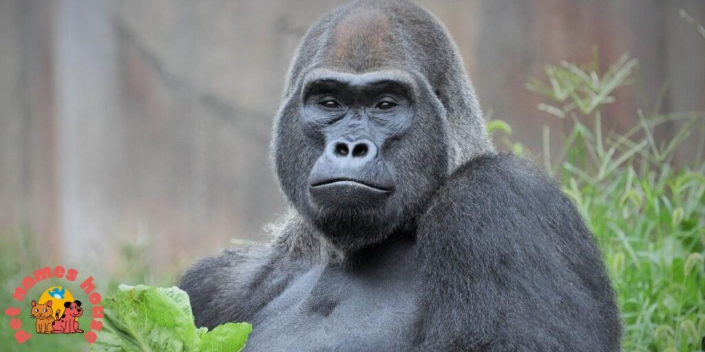 Famous Gorilla Names
Good Gorilla Names
Funny Gorilla Names
Cute Gorilla Names
Cool Gorilla Names
Male Gorilla Names
Female Gorilla Names
Baby Gorilla Names
gorilla nicknames
Famous Gorilla Names In History
Famous Gorilla Names In Movies
Silverback Gorilla Names
San Diego Zoo Gorilla Names
Columbus Zoo Gorilla Names