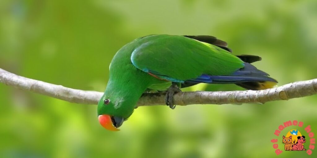 Pet Parrot Names
Unique Parrot Names
Cute Parrot Names
Best Parrot Names
Famous Parrot Names
Cool Parrot Names
Funny Parrot Names
Good Parrot Names
Male Parrot Names
Female Parrot Names
Baby Parrot Names
Parrot Names that start with P
Creative Parrot Names