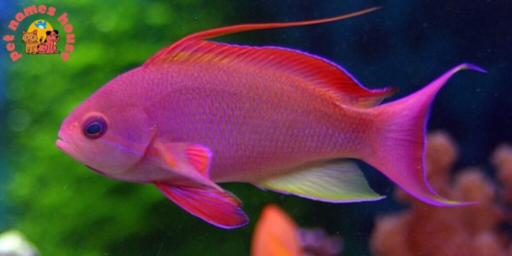 Best Pink Fish Names
Pet Pink Fish Names 
Small Pink Fish Names
Cute Pink Fish Names
Unique Pink Fish Names
Funny Pink Fish Names 
Cool Pink Fish Names
Male Pink Fish Names
Female Pink Fish Names 
Pink Unisex Fish Names
Baby Pink Fish Names 
Clever Pink Fish Names
Light Pink Fish Names 
Bright Pink Fish Names  
Nicknames For Pink Fish  
Food-Inspired Pink Fish Names
Nature-Inspired Pink Fish Names