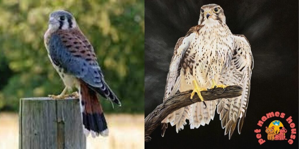 Pet Falcon Names
Famous Falcon Names 
Cute Falcon Names  
Cool Falcon Names 
Funny Falcon Names
Best Falcon Names  
Badas Falcon Names 
Male Falcon Names  
Female Falcon Names
Baby Falcon Names 
Good Falcon Names  
Arabic Falcon Names 
Mythological Falcon Names  
Peregrine Falcon Names
Nicknames For Falcon 
Falcon Names That Start With F  
Native American Falcon Names
Millennium Falcon Names