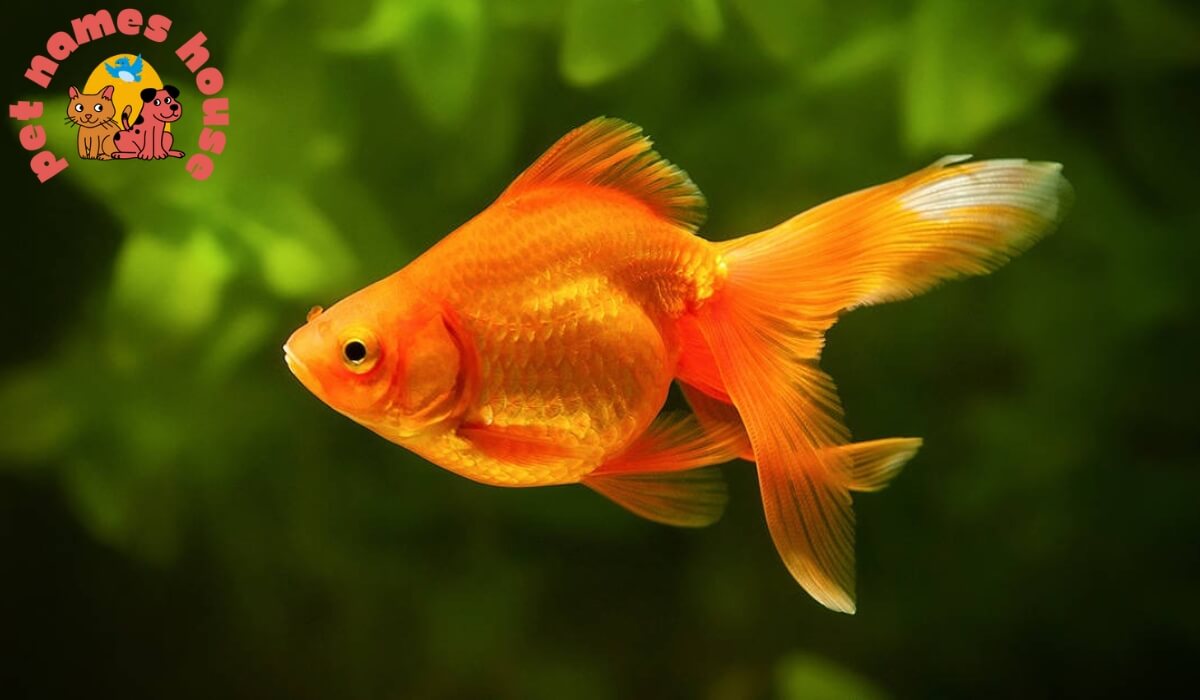 250+ Cute and Cool Goldfish Names with Meanings