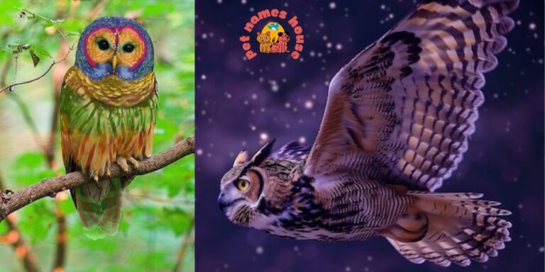 Fantasy Owl Names Badass Owl Names Good Owl Names Best Owl Names Cute Owl Names Funny Owl Names Famous Owl Names Cool Owl Names Unique Owls Names Pet Owl Names Adorable Cute Owl Names