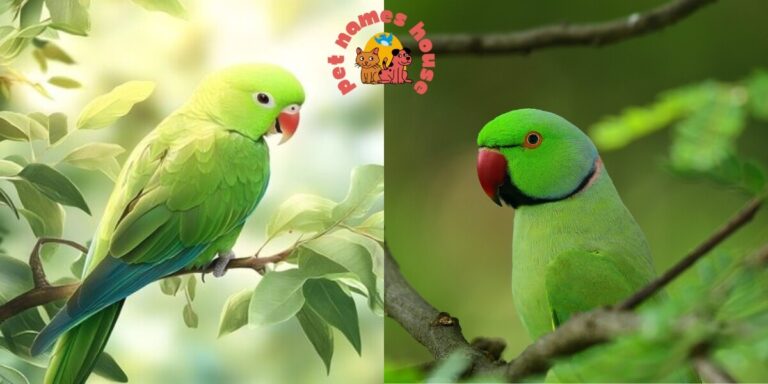 Pet Parrot Names Unique Parrot Names Cute Parrot Names Best Parrot Names Famous Parrot Names Cool Parrot Names Funny Parrot Names Good Parrot Names Male Parrot Names Female Parrot Names Baby Parrot Names Parrot Names that start with P Creative Parrot Names