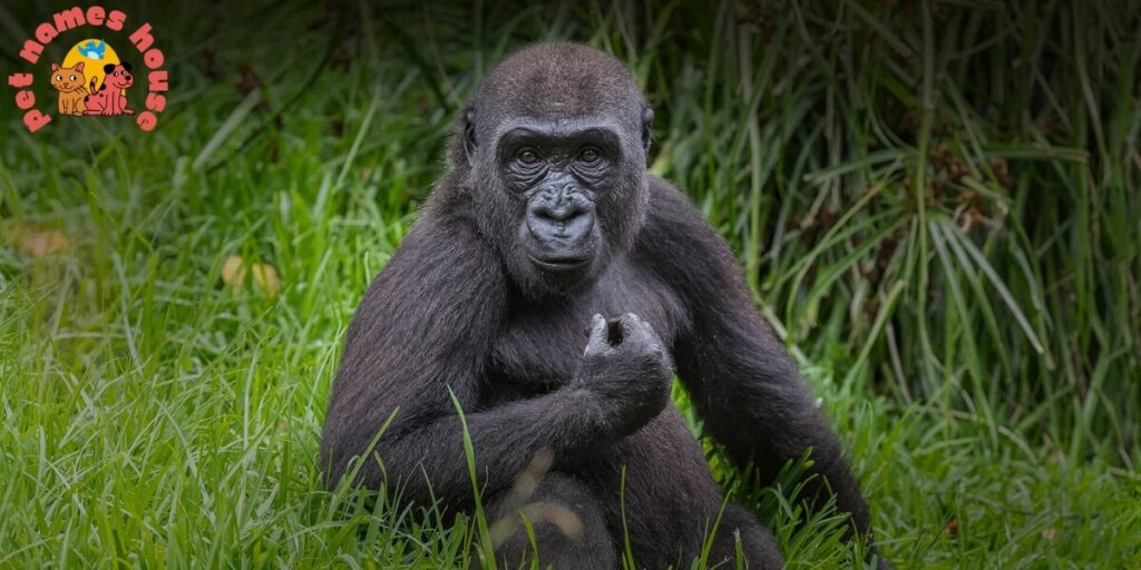 Famous Gorilla Names
Good Gorilla Names
Funny Gorilla Names
Cute Gorilla Names
Cool Gorilla Names
Male Gorilla Names
Female Gorilla Names
Baby Gorilla Names
gorilla nicknames
Famous Gorilla Names In History
Famous Gorilla Names In Movies
Silverback Gorilla Names
San Diego Zoo Gorilla Names
Columbus Zoo Gorilla Names