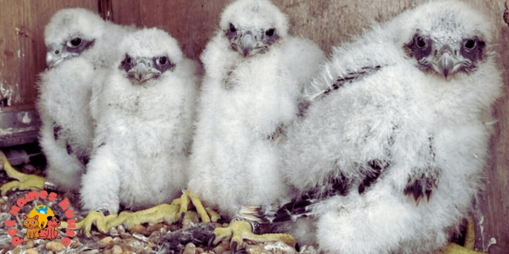 Pet Falcon Names
Famous Falcon Names 
Cute Falcon Names  
Cool Falcon Names 
Funny Falcon Names
Best Falcon Names  
Badas Falcon Names 
Male Falcon Names  
Female Falcon Names
Baby Falcon Names 
Good Falcon Names  
Arabic Falcon Names 
Mythological Falcon Names  
Peregrine Falcon Names
Nicknames For Falcon 
Falcon Names That Start With F  
Native American Falcon Names
Millennium Falcon Names