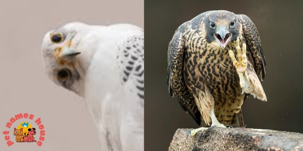 Pet Falcon Names
Famous Falcon Names 
Cute Falcon Names  
Cool Falcon Names 
Funny Falcon Names
Best Falcon Names  
Badas Falcon Names 
Male Falcon Names  
Female Falcon Names
Baby Falcon Names 
Good Falcon Names  
Arabic Falcon Names 
Mythological Falcon Names  
Peregrine Falcon Names
Nicknames For Falcon 
Falcon Names That Start With F  
Native American Falcon Names
Millennium Falcon Names