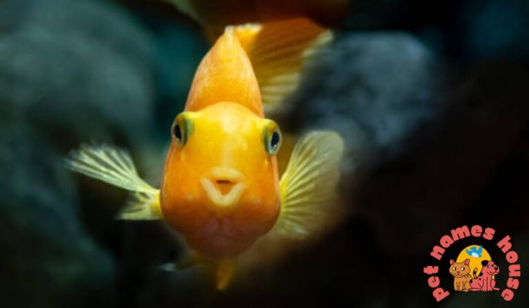 250+ Cute and Unique Pet Fish Names with Meanings