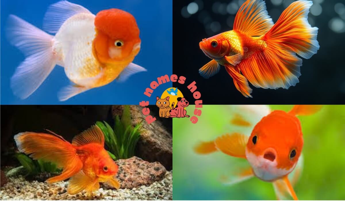 goldfish names funny goldfish names good goldfish names cute goldfish names unique goldfish names best goldfish names names for goldfish