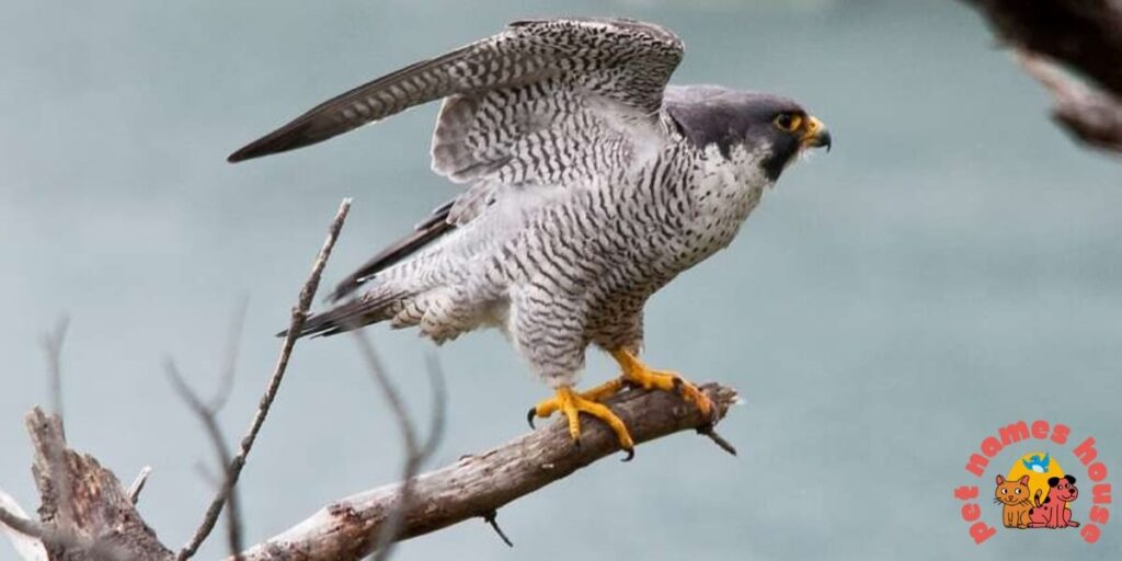 Pet Falcon Names
Famous Falcon Names 
Cute Falcon Names  
Cool Falcon Names 
Funny Falcon Names
Best Falcon Names  
Badas Falcon Names 
Male Falcon Names  
Female Falcon Names
Baby Falcon Names 
Good Falcon Names  
Arabic Falcon Names 
Mythological Falcon Names  
Peregrine Falcon Names
Nicknames For Falcon 
Falcon Names That Start With F  
Native American Falcon Names
Millennium Falcon Names