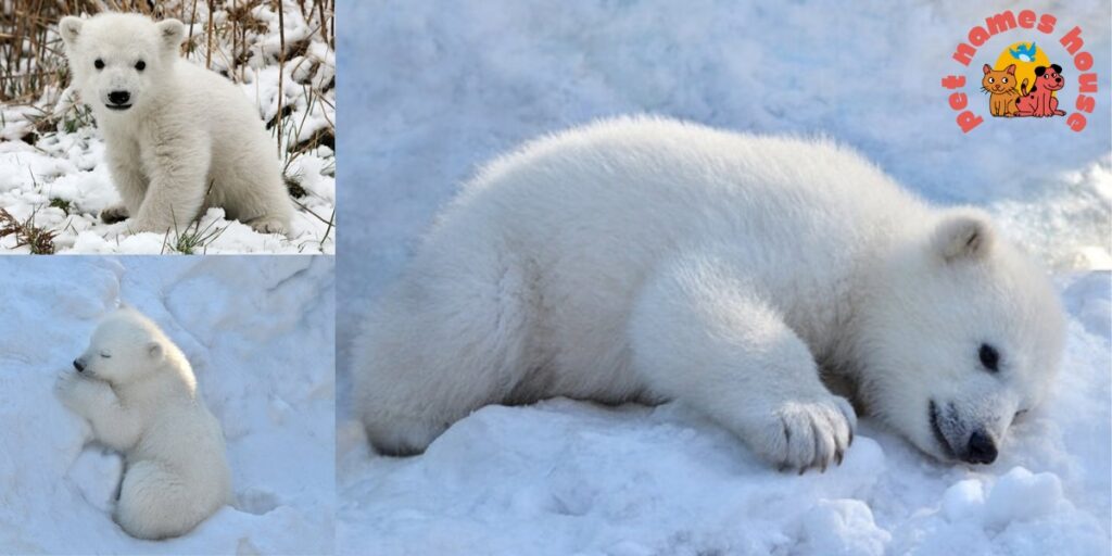 Polar Bear Names
Names for Polar Bears
Cute Polar Bear Names
Famous Polar Bear Names
Cool Polar Bear Names
Good Polar Bear Names
Funny Polar Bear Names
Unique Polar Bear Names
Male Polar Bear Names
Female Polar Bear Names
Baby Polar Bear Names
Cartoon Polar Bear Names
White Polar Bear Names
Polar Bear Names In Movies