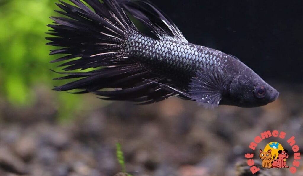 Good Betta Fish Names
Cute Betta Fish Names
Funny Betta Fish Names
Unique Betta Fish Names
Best Betta Fish Names
Cool Betta Fish Names
Betta Fish Names By Color
Blue Betta Fish Names
White Betta Fish Names
Black Betta Fish Names
Red Betta Fish Names