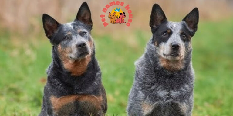 Blue Heeler Names Cute Blue Heeler Names Unique Blue Heeler Names Good Blue Heeler Names Best Blue Heeler Names Funny Blue Heeler Names Male Blue Heeler Names Female Blue Heeler Names Baby Blue Heeler Names Australian Blue Heeler Dog Names