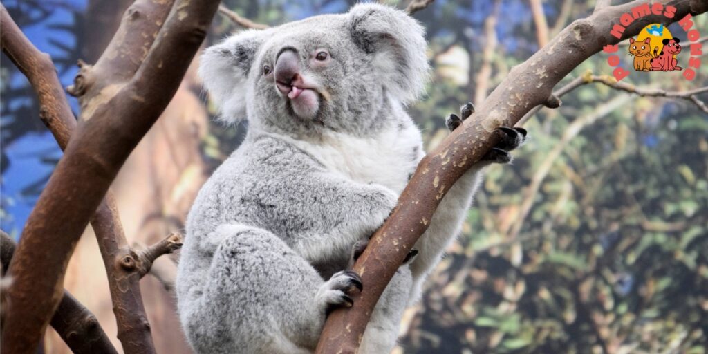 Koala Names
Cute Koala Names
Best Koala Names
Funny Koala Names
Popular Koala Names
Cool Koala Names
Unique Koala Names
Male Koala Names
Female Koala Names
Baby Koala Names
Nicknames For Koala
Koala Mascot Names
Famous Koala Names
Classic Koala Names
Koala Pun Names
Badass Koala Names
Top Koala Names
Cartoon Koala Names
Cultural Koala Names
Color-Inspired Koala Names
Food-Inspired Koala Names
Nature-Inspired Koala Names