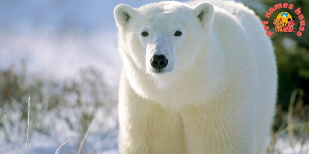 Polar Bear Names
Names for Polar Bears
Cute Polar Bear Names
Famous Polar Bear Names
Cool Polar Bear Names
Good Polar Bear Names
Funny Polar Bear Names
Unique Polar Bear Names
Male Polar Bear Names
Female Polar Bear Names
Baby Polar Bear Names
Cartoon Polar Bear Names
White Polar Bear Names
Polar Bear Names In Movies