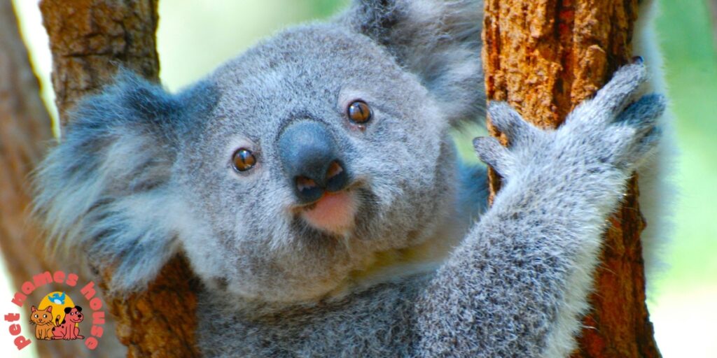 Koala Names
Cute Koala Names
Best Koala Names
Funny Koala Names
Popular Koala Names
Cool Koala Names
Unique Koala Names
Male Koala Names
Female Koala Names
Baby Koala Names
Nicknames For Koala
Koala Mascot Names
Famous Koala Names
Classic Koala Names
Koala Pun Names
Badass Koala Names
Top Koala Names
Cartoon Koala Names
Cultural Koala Names
Color-Inspired Koala Names
Food-Inspired Koala Names
Nature-Inspired Koala Names