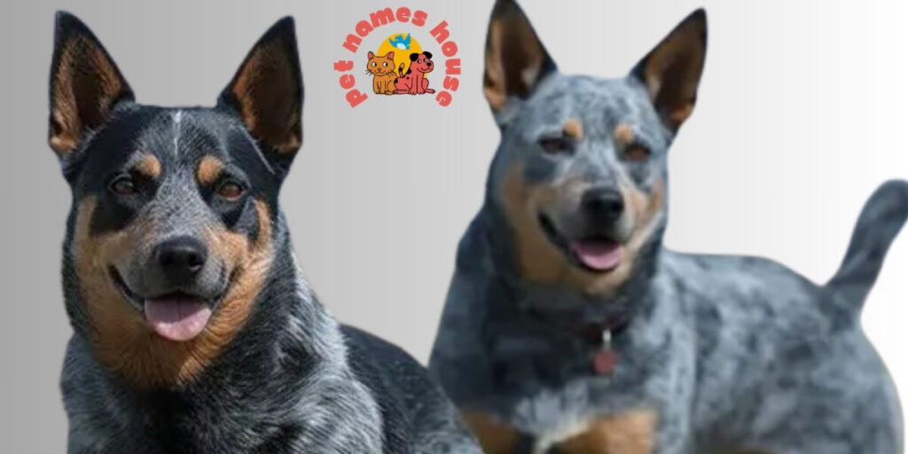 Blue Heeler Names 
Cute Blue Heeler Names 
Unique Blue Heeler Names 
Good Blue Heeler Names 
Best Blue Heeler Names 
Funny Blue Heeler Names 
Male Blue Heeler Names 
Female Blue Heeler Names 
Baby Blue Heeler Names 
Australian Blue Heeler Dog Names