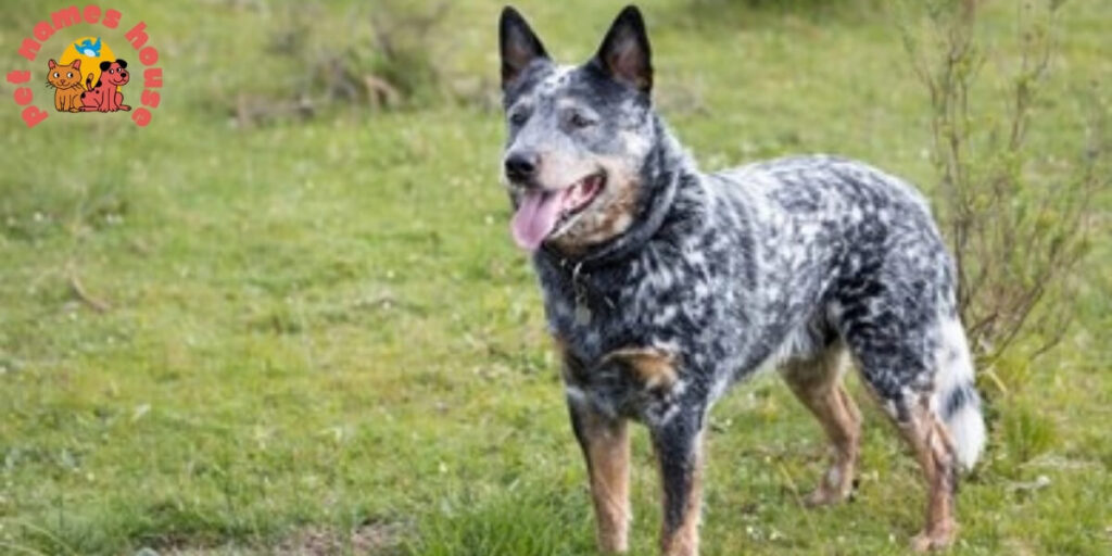 Blue Heeler Names 
Cute Blue Heeler Names 
Unique Blue Heeler Names 
Good Blue Heeler Names 
Best Blue Heeler Names 
Funny Blue Heeler Names 
Male Blue Heeler Names 
Female Blue Heeler Names 
Baby Blue Heeler Names 
Australian Blue Heeler Dog Names