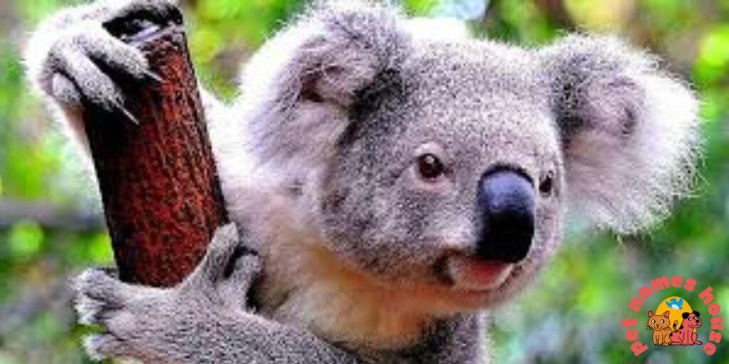 Koala Names
Cute Koala Names
Best Koala Names
Funny Koala Names
Popular Koala Names
Cool Koala Names
Unique Koala Names
Male Koala Names
Female Koala Names
Baby Koala Names
Nicknames For Koala
Koala Mascot Names
Famous Koala Names
Classic Koala Names
Koala Pun Names
Badass Koala Names
Top Koala Names
Cartoon Koala Names
Cultural Koala Names
Color-Inspired Koala Names
Food-Inspired Koala Names
Nature-Inspired Koala Names