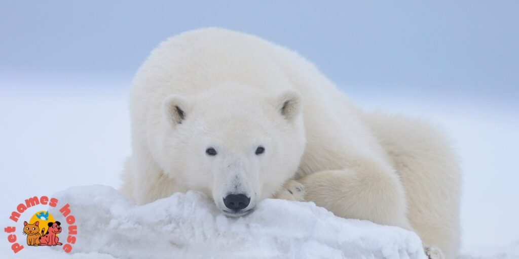 Polar Bear Names
Names for Polar Bears
Cute Polar Bear Names
Famous Polar Bear Names
Cool Polar Bear Names
Good Polar Bear Names
Funny Polar Bear Names
Unique Polar Bear Names
Male Polar Bear Names
Female Polar Bear Names
Baby Polar Bear Names
Cartoon Polar Bear Names
White Polar Bear Names
Polar Bear Names In Movies