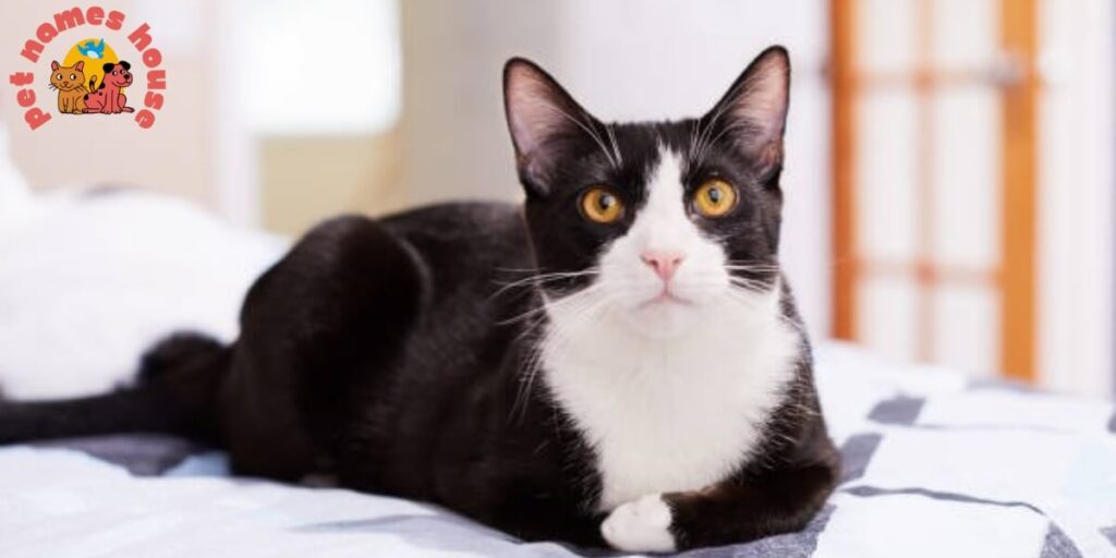 Tuxedo Cat Names
Cute Tuxedo Cat Names
Unique Tuxedo Cat Names
Famous Tuxedo Cat Names
Best Tuxedo Cat Names
Funny Tuxedo Cat Names
Good Tuxedo Cat Names
Male Tuxedo Cat Names
Female Tuxedo Cat Names
Baby Tuxedo Cat Names
Gender-Neutral Tuxedo Cat Names
Black Tuxedo Cat Names