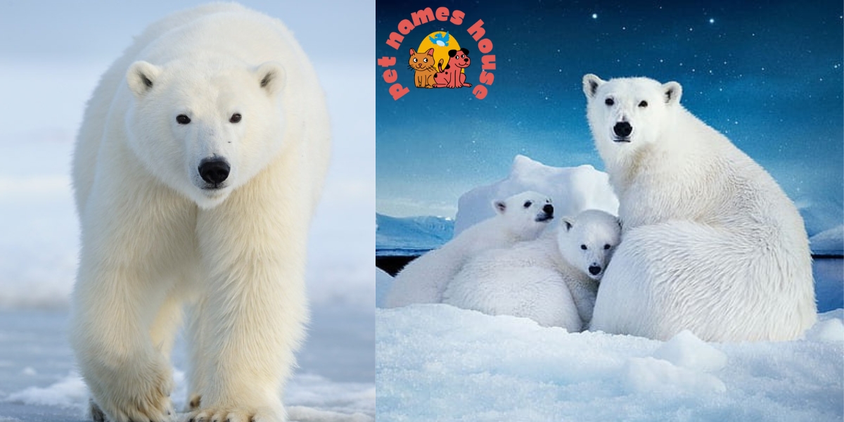 Polar Bear Names Names for Polar Bears Cute Polar Bear Names Famous Polar Bear Names Cool Polar Bear Names Good Polar Bear Names Funny Polar Bear Names Unique Polar Bear Names Male Polar Bear Names Female Polar Bear Names Baby Polar Bear Names Cartoon Polar Bear Names White Polar Bear Names Polar Bear Names In Movies