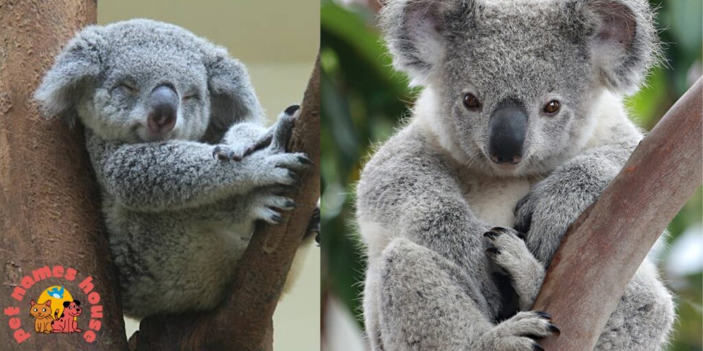 Koala Names
Cute Koala Names
Best Koala Names
Funny Koala Names
Popular Koala Names
Cool Koala Names
Unique Koala Names
Male Koala Names
Female Koala Names
Baby Koala Names
Nicknames For Koala
Koala Mascot Names
Famous Koala Names
Classic Koala Names
Koala Pun Names
Badass Koala Names
Top Koala Names
Cartoon Koala Names
Cultural Koala Names
Color-Inspired Koala Names
Food-Inspired Koala Names
Nature-Inspired Koala Names