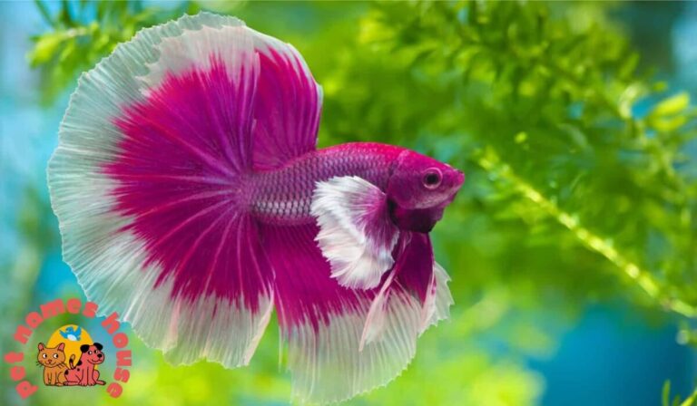250+ Colorful and Vibrant Betta Fish Names With Meanings