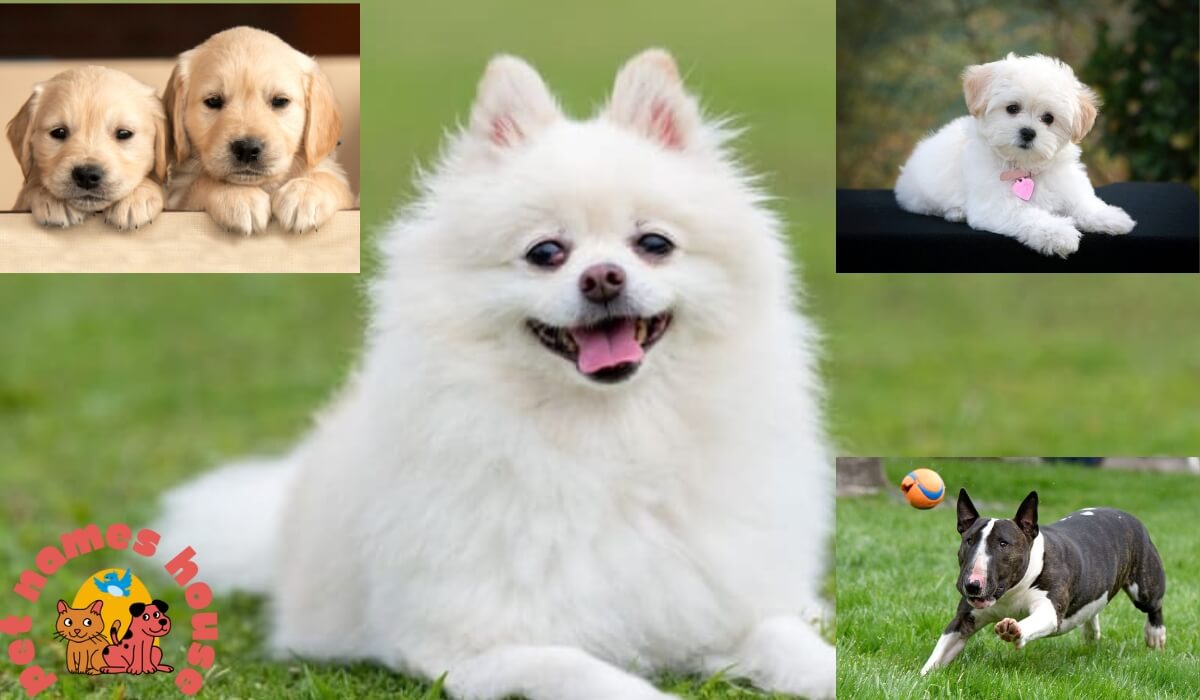 250+ Top and Unique Dog Names with Meanings