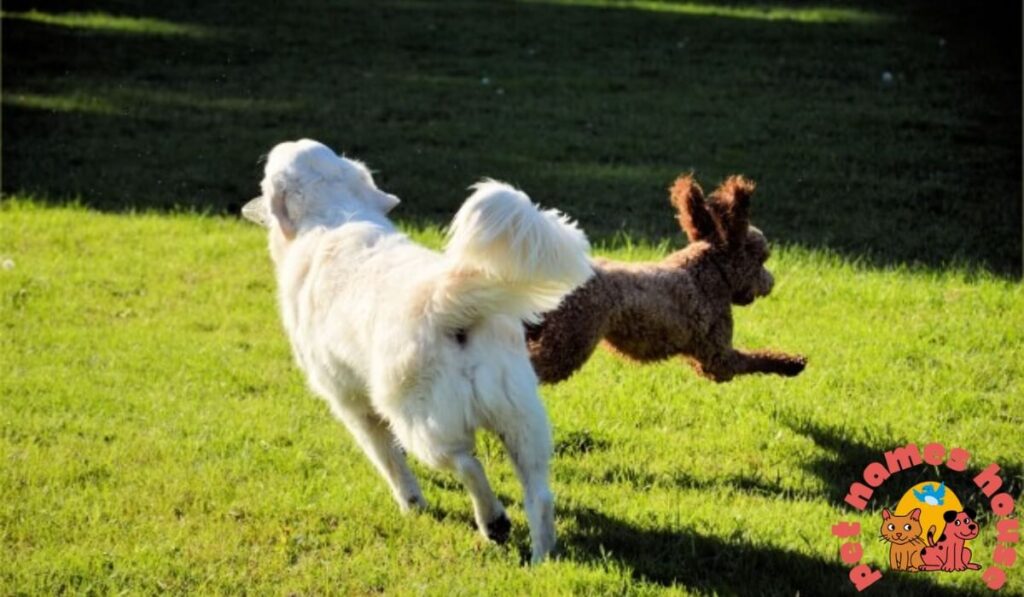 Top Dog Names
Cute Dog Names
Best Dog Names
Unique Dog Names
Funny Dog Names
Good Dog Names
Cool Dog Names
Famous Dog Names
Male Dog Names
Female Dog Names