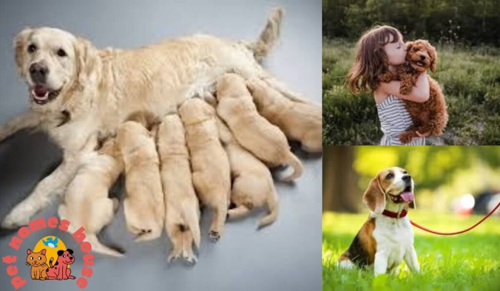 Top Dog Names
Cute Dog Names
Best Dog Names
Unique Dog Names
Funny Dog Names
Good Dog Names
Cool Dog Names
Famous Dog Names
Male Dog Names
Female Dog Names