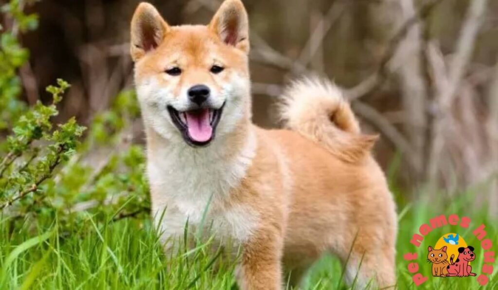 Top Dog Names
Cute Dog Names
Best Dog Names
Unique Dog Names
Funny Dog Names
Good Dog Names
Cool Dog Names
Famous Dog Names
Male Dog Names
Female Dog Names