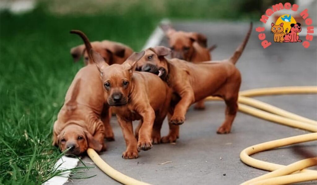 Top Dog Names
Cute Dog Names
Best Dog Names
Unique Dog Names
Funny Dog Names
Good Dog Names
Cool Dog Names
Famous Dog Names
Male Dog Names
Female Dog Names