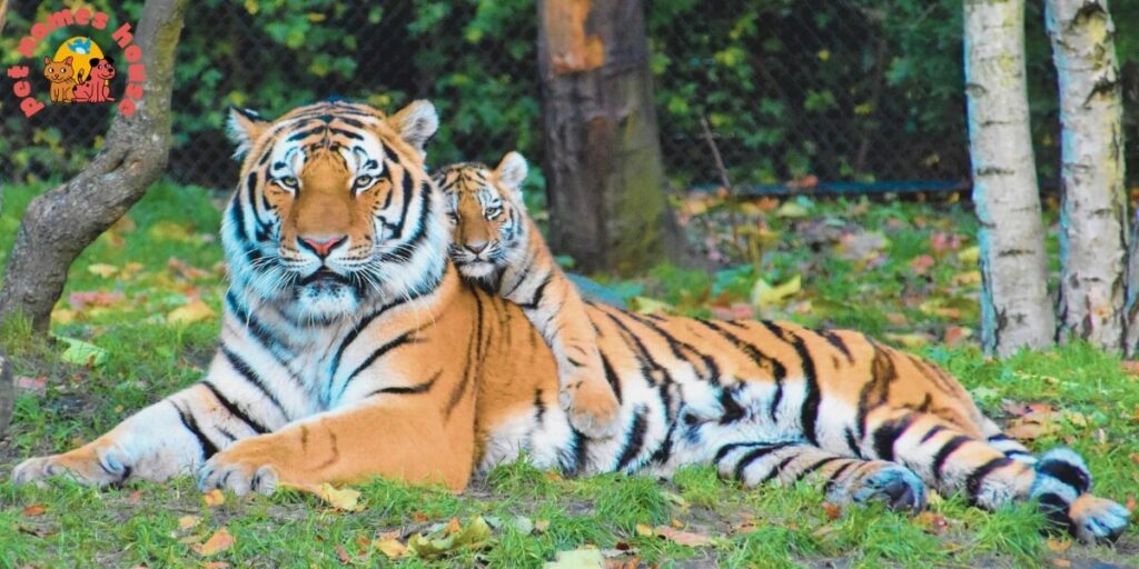 Mythical Tiger Names
Cool Tiger Names
Funny Tiger Names
Famous Tiger Names
Good Tiger Names
Cute Tiger Names
Disney Tiger Names
White Tiger Names
Male Tiger Names
Female Tiger Names
Cartoon Tiger Names