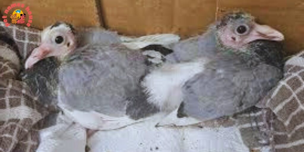 Pet Pigeon Names
Good Pigeon Names
Funny Pigeon Names
Best Pigeon Names
Cute Pigeon Names
Cool Pigeon Names
Male Pigeon Names
Female Pigeon Names
Baby Pigeon Names
Unique Pigeon Names
Nicknames for Pigeon
Grey Pigeon Names
Racing Pigeon Names
Badass Pigeon Names
Black Pigeon Names
White Pigeon Names
Red Pigeon Names
Black and White Pigeon Names
Shy Pigeon Names
Unisex Names for Pigeons
Famous Pigeon Names
Fictional Characters Pigeon Names
Fancy Names for a Common Pigeon
Soaring High: 10 Majestic Pigeon Names
Colorful Companions
Literary Luminaries
Feathered Foodies
Melodious Monikers
Celestial Charmers
Historical Heroes
Quirky Quills
Gender-Specific Monikers
Female-Focused Names
A to Z Pigeon Names (5 Standouts per Letter)
