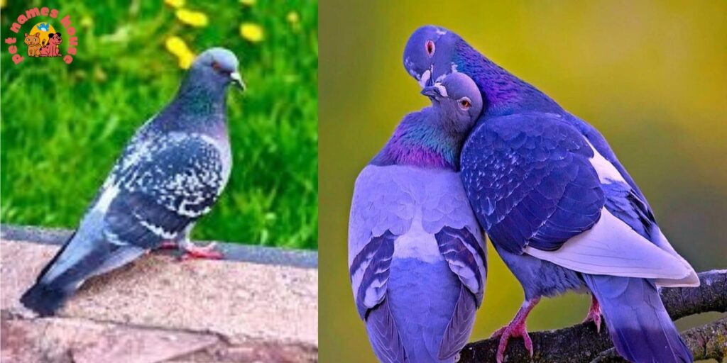 Pet Pigeon Names
Good Pigeon Names
Funny Pigeon Names
Best Pigeon Names
Cute Pigeon Names
Cool Pigeon Names
Male Pigeon Names
Female Pigeon Names
Baby Pigeon Names
Unique Pigeon Names
Nicknames for Pigeon
Grey Pigeon Names
Racing Pigeon Names
Badass Pigeon Names
Black Pigeon Names
White Pigeon Names
Red Pigeon Names
Black and White Pigeon Names
Shy Pigeon Names
Unisex Names for Pigeons
Famous Pigeon Names
Fictional Characters Pigeon Names
Fancy Names for a Common Pigeon
Soaring High: 10 Majestic Pigeon Names
Colorful Companions
Literary Luminaries
Feathered Foodies
Melodious Monikers
Celestial Charmers
Historical Heroes
Quirky Quills
Gender-Specific Monikers
Female-Focused Names
A to Z Pigeon Names (5 Standouts per Letter)