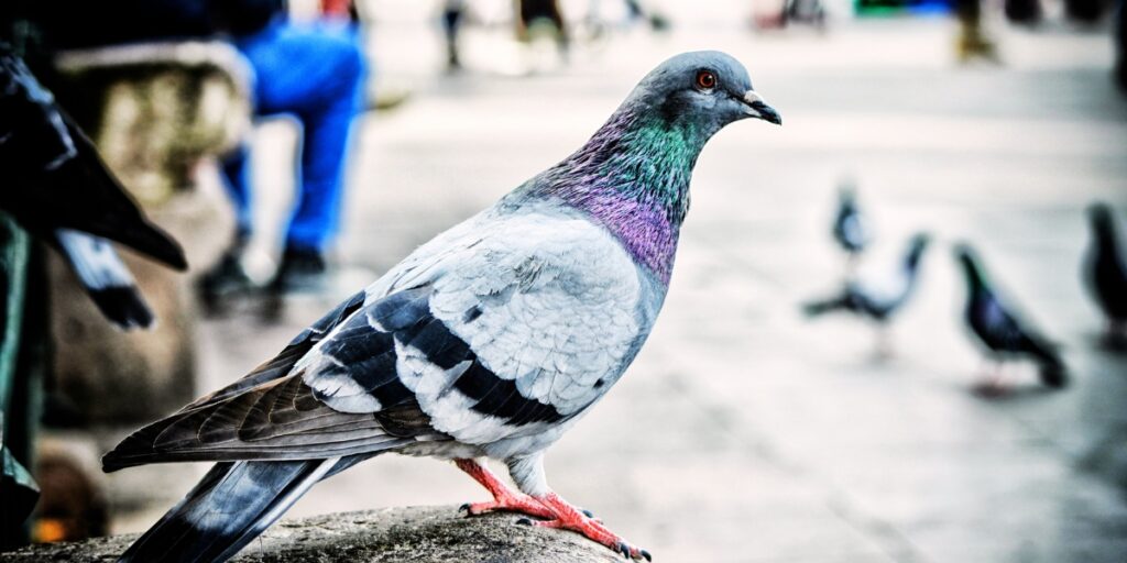 Pet Pigeon Names
Good Pigeon Names
Funny Pigeon Names
Best Pigeon Names
Cute Pigeon Names
Cool Pigeon Names
Male Pigeon Names
Female Pigeon Names
Baby Pigeon Names
Unique Pigeon Names
Nicknames for Pigeon
Grey Pigeon Names
Racing Pigeon Names
Badass Pigeon Names
Black Pigeon Names
White Pigeon Names
Red Pigeon Names
Black and White Pigeon Names
Shy Pigeon Names
Unisex Names for Pigeons
Famous Pigeon Names
Fictional Characters Pigeon Names
Fancy Names for a Common Pigeon
Soaring High: 10 Majestic Pigeon Names
Colorful Companions
Literary Luminaries
Feathered Foodies
Melodious Monikers
Celestial Charmers
Historical Heroes
Quirky Quills
Gender-Specific Monikers
Female-Focused Names
A to Z Pigeon Names (5 Standouts per Letter)