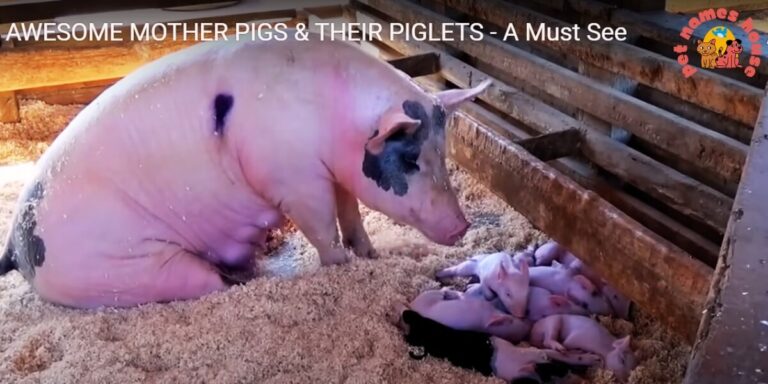 Best Pig Names Funny Pig Names Cute Pig Names Cool Pig Names Famous Pig Names Good Pig Names Unique Pig Names Badass Pig Names Nicknames for Pig Sassy Pig Names Male Pig Names Female Pig Names Baby Pig Names Colour-Inspired Pig Names Food-Inspired Pig Names Nature Inspired Pig Names