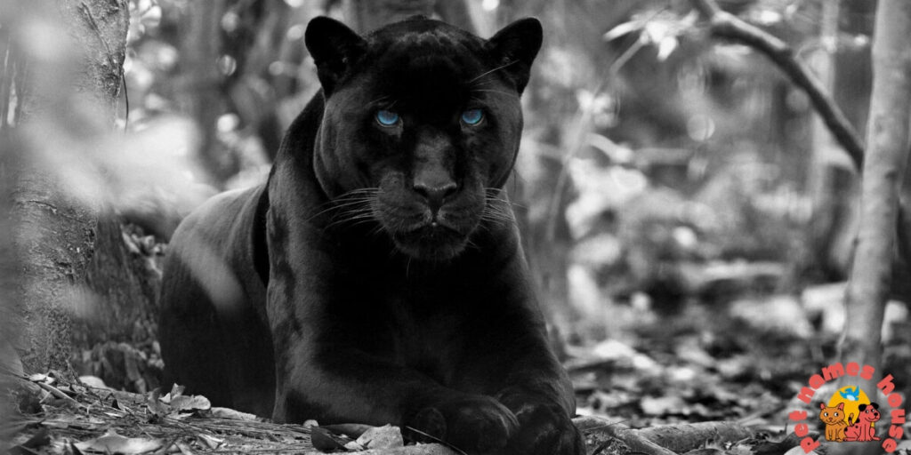 A black jaguar with glowing eyes, perfect for black jaguar names with meanings.