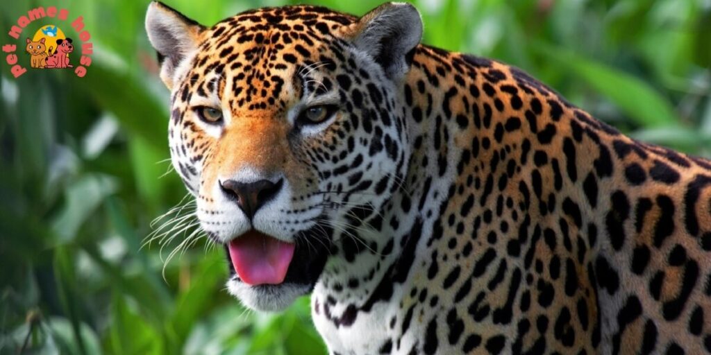 A strong jaguar standing in the jungle, perfect for cute jaguar names.