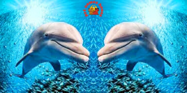 Unique Dolphin Names Best Dolphin Names famous dolphin names cute dolphin names good dolphin names funny dolphin names popular dolphin names cool dolphin names male dolphin names female dolphin names baby dolphin names Nickname For Dolphin seaworld dolphin names dolphin names in movies discovery cove dolphin names Inspiration for Dolphin Names Cultural Influences Dolphin Names Oceanic Themes Dolphin Names