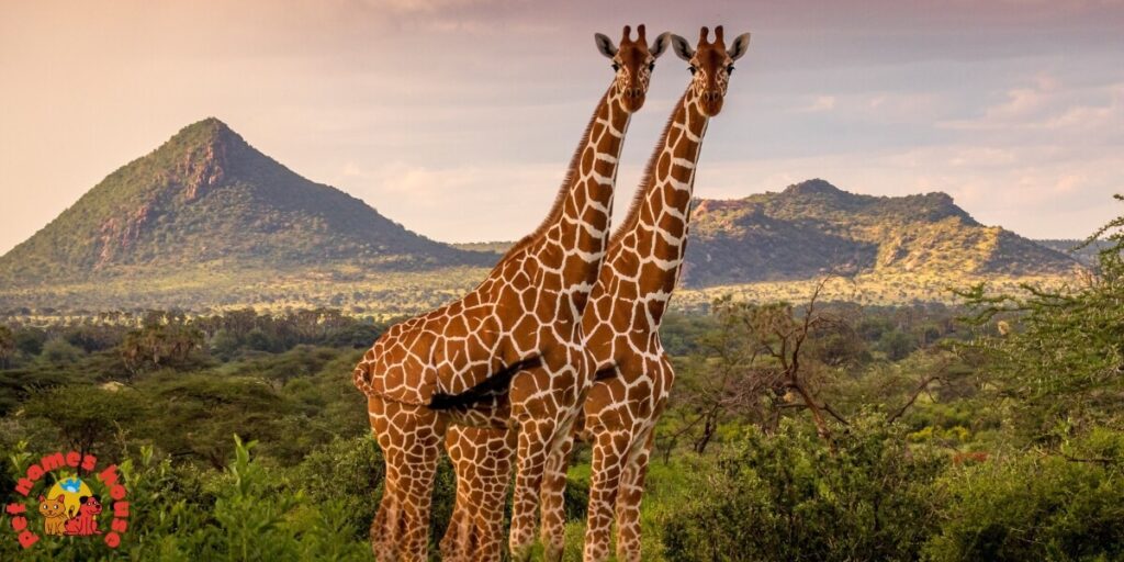 Famous Giraffe Names
Cute Giraffe Names
Cool Giraffe Names
Best Giraffe Names
Good Giraffe Names
Funny Giraffe Names
Unique Giraffe Names
Badass Giraffe Names
Male Giraffe Names
Female Giraffe Names
Baby Giraffe Names
Shy Giraffe Names
Giraffe Nicknames
Cartoon Giraffe Names
Giraffe Names In Movies
denver zoo giraffe names
giraffe names that start with g