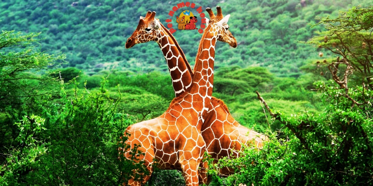Famous Giraffe Names Cute Giraffe Names Cool Giraffe Names Best Giraffe Names Good Giraffe Names Funny Giraffe Names Unique Giraffe Names Badass Giraffe Names Male Giraffe Names Female Giraffe Names Baby Giraffe Names Shy Giraffe Names Giraffe Nicknames Cartoon Giraffe Names Giraffe Names In Movies denver zoo giraffe names giraffe names that start with g