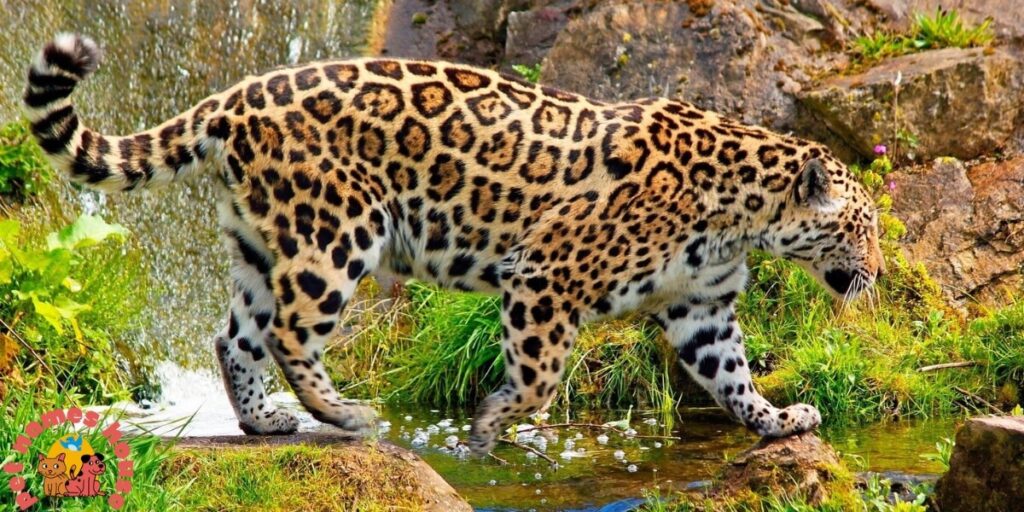 A wild jaguar with golden fur and black rosettes walking near water and rocks, perfect for exploring good jaguar names.
