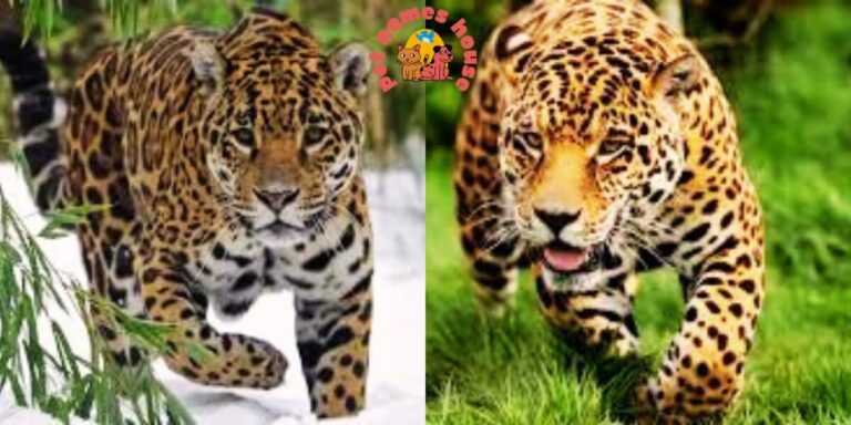 Strong and beautiful jaguar in nature, symbol of cool and unique jaguar names with meanings.